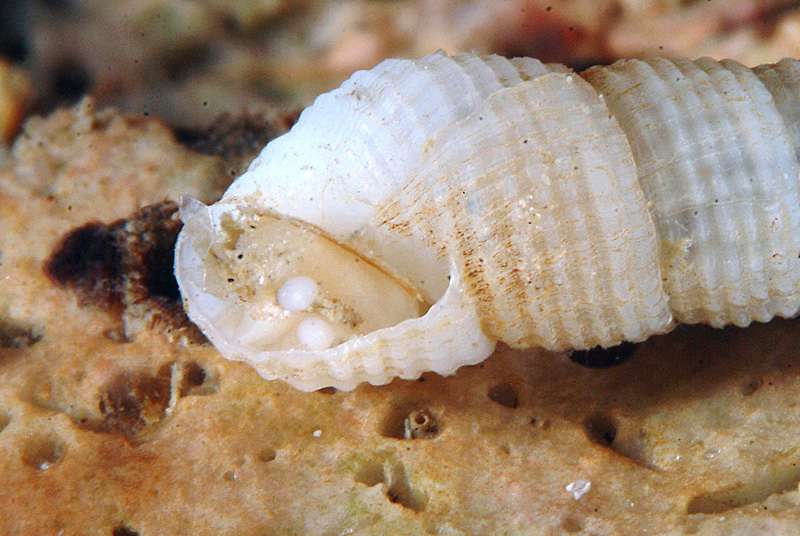 Euparthenia humboldti